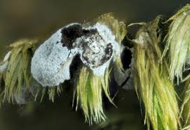 Attēlu rezultāti vaicājumam “Didymium proximum stalked”