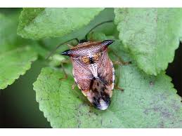 Attēlu rezultāti vaicājumam “Elasmucha ferrugata”