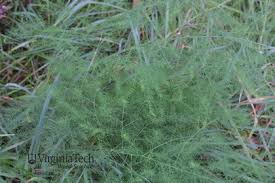 Attēlu rezultāti vaicājumam “Asparagus officinalis leaf”