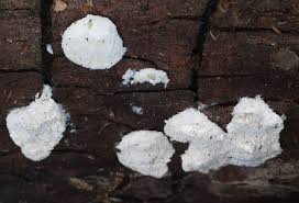 Attēlu rezultāti vaicājumam “Postia rennyi”