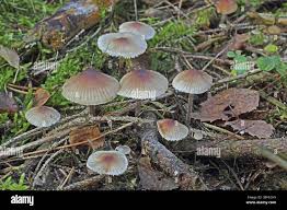 Attēlu rezultāti vaicājumam “Mycena zephirus”