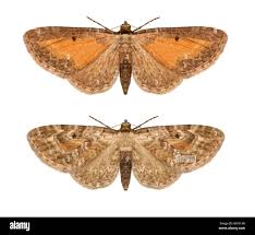 Attēlu rezultāti vaicājumam “Eupithecia icterata”