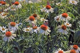 Attēlu rezultāti vaicājumam “Echinacea purpurea bud”
