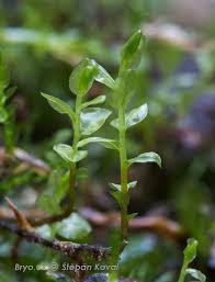 Attēlu rezultāti vaicājumam “Pseudobryum cinclidioides”
