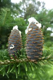 Attēlu rezultāti vaicājumam “Abies balsamea”