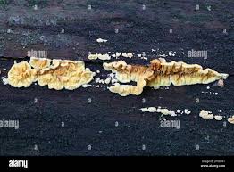 Attēlu rezultāti vaicājumam “Pseudomerulius aureus”