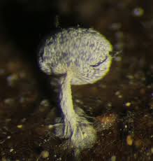 Attēlu rezultāti vaicājumam “Stemonitopsis hyperopta var. landewaldii spores”