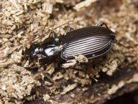 Attēlu rezultāti vaicājumam “Limodromus assimilis”