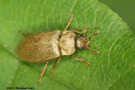 Attēlu rezultāti vaicājumam “Byturus tomentosus”