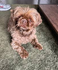 Image result for Seafield Bowling Club