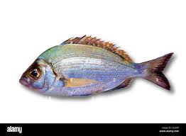 Image result for Diplodus helenae