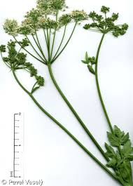 Image result for Heracleum sphondylium
