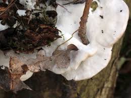 Attēlu rezultāti vaicājumam “Postia tephroleucus”