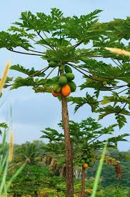 Image result for Carica papaya