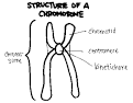 Cell Division - Structure of a Chromosome