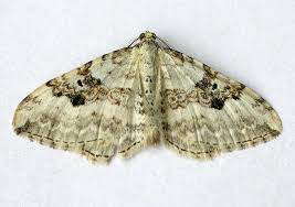 Attēlu rezultāti vaicājumam “Xanthorhoe montanata”