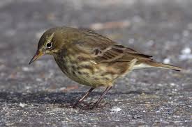 Attēlu rezultāti vaicājumam “Anthus petrosus”