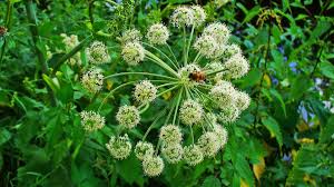 Image result for Angelica archangelica