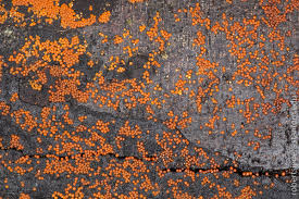 Attēlu rezultāti vaicājumam “Physaraceae”