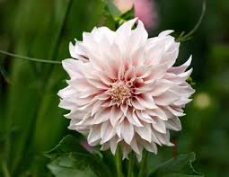 Image result for Dahlia hybrid.