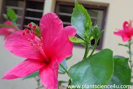 Attēlu rezultāti vaicājumam “Malvaceae”