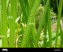 Attēlu rezultāti vaicājumam “Acorus calamus leaf”