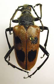 Attēlu rezultāti vaicājumam “Pachyta quadrimaculata”