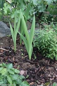 Attēlu rezultāti vaicājumam “Gladiolus imbricatus leaf”