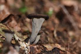 Attēlu rezultāti vaicājumam “Craterium leucocephalum var. scyphoides”