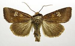 Attēlu rezultāti vaicājumam “Amphipoea”