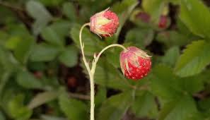 Attēlu rezultāti vaicājumam “Fragaria viridis fruit”