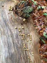 Attēlu rezultāti vaicājumam “Lycogala exiguum aggr. sessile”