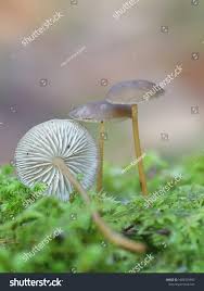 Attēlu rezultāti vaicājumam “Strobilurus esculentus”