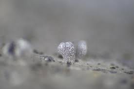 Attēlu rezultāti vaicājumam “Physarum compressum”