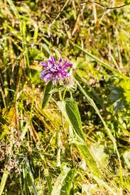 Image result for Centaurea pseudophrygia