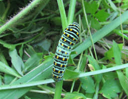 Attēlu rezultāti vaicājumam “Nymphalis xanthomelas larva”