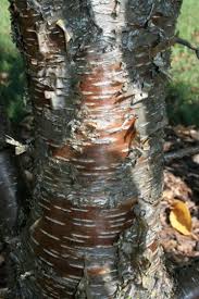 Attēlu rezultāti vaicājumam “Betula alleghaniensis”