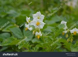 Attēlu rezultāti vaicājumam “Solanum tuberosum flower”