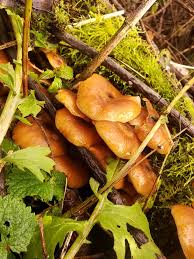 Attēlu rezultāti vaicājumam “Armillaria sp.”