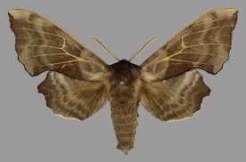 Attēlu rezultāti vaicājumam “Laothoe amurensis”