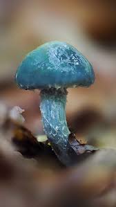 Attēlu rezultāti vaicājumam “Stropharia albocrenulata”