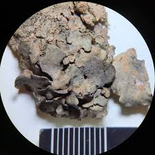 Attēlu rezultāti vaicājumam “Dermatocarpon luridum”