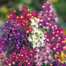 Image result for Dahlia x pinnata `Pompon Lilliput`