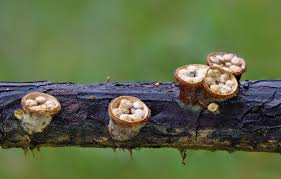 Attēlu rezultāti vaicājumam “Crucibulum laeve”