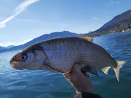 Image result for Coregonus artedi