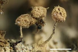 Attēlu rezultāti vaicājumam “Cribraria aurantiaca”