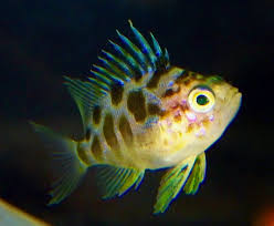 Attēlu rezultāti vaicājumam “Arthonia byssacea”