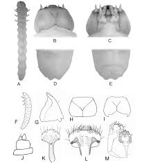 Attēlu rezultāti vaicājumam “Melandrya dubia”