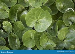 Attēlu rezultāti vaicājumam “Asarum europaeum leaf”