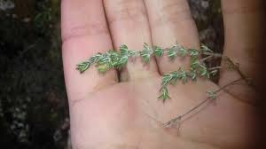 Attēlu rezultāti vaicājumam “Bayeriola thymicola”